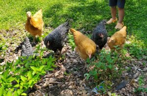 chickens next to several shrubs