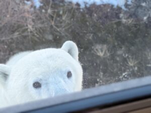 Polar bear looking through a vehicle window